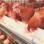 Deploying QuickBooks For A Poultry Farmers